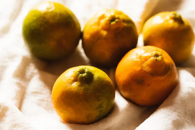 Quả việt quất tươi ngon