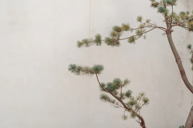 Dây thông Nô-phúc trên lò sưởi