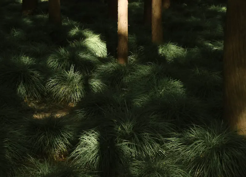 Mẹo bảo quản thông Nô-phúc giả