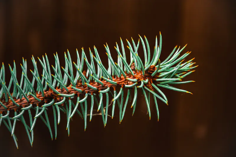 Vòng nguyệt quế thông Nô-phúc trang trí cửa