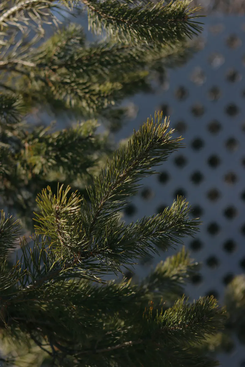 Thông Nô-phúc giả dùng để trang trí quanh năm