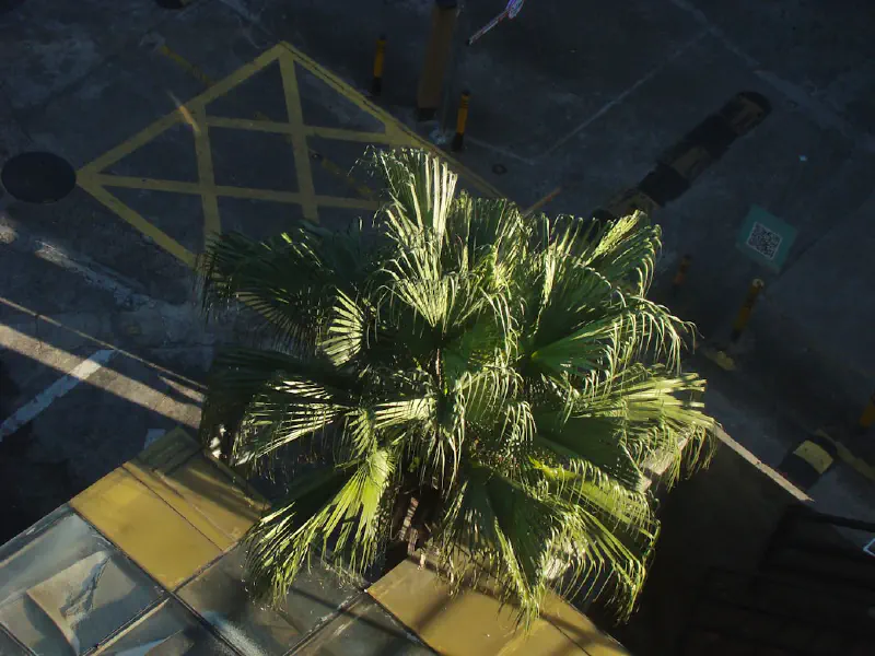 Cây trầu bà giả treo rủ xuống từ kệ sách