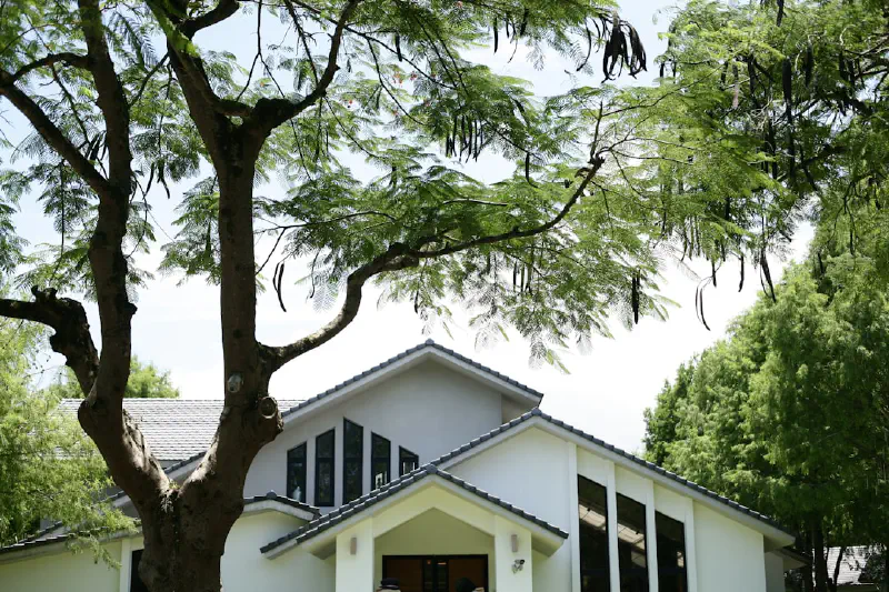 Nghệ thuật trang trí nhà với cành cây lớn: Sang trọng và Tinh tế