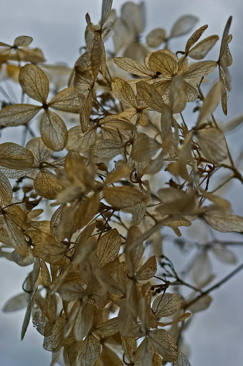 Tái sử dụng giỏ với hoa cẩm tú cầu khô