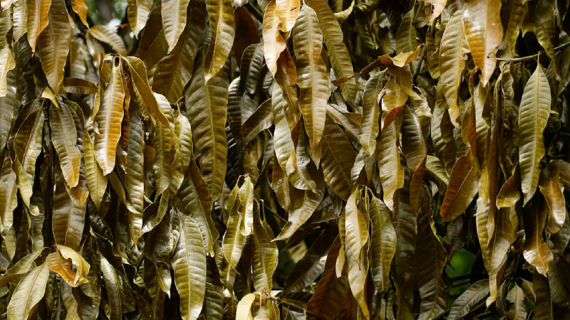 Cẩm tú cầu khô tối giản và thanh lịch